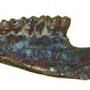Imagem de <i>Peromyscus antiquus</i>