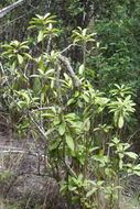 Image of broadleaf papala