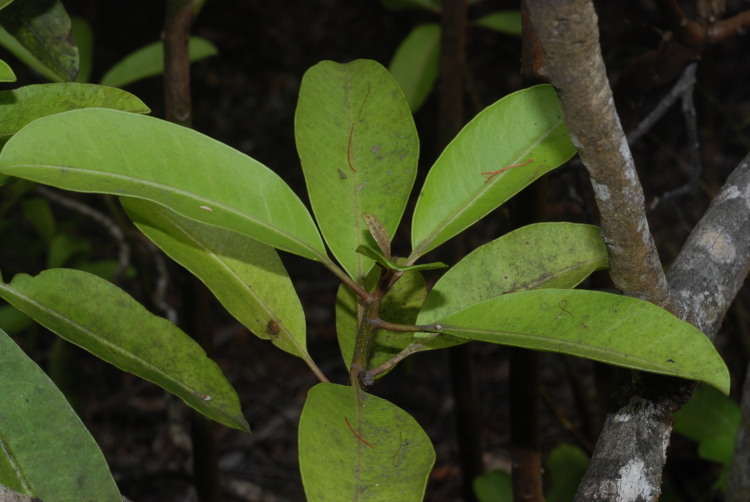 Image of broadleaf papala