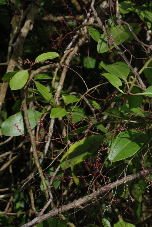 Image of broadleaf papala