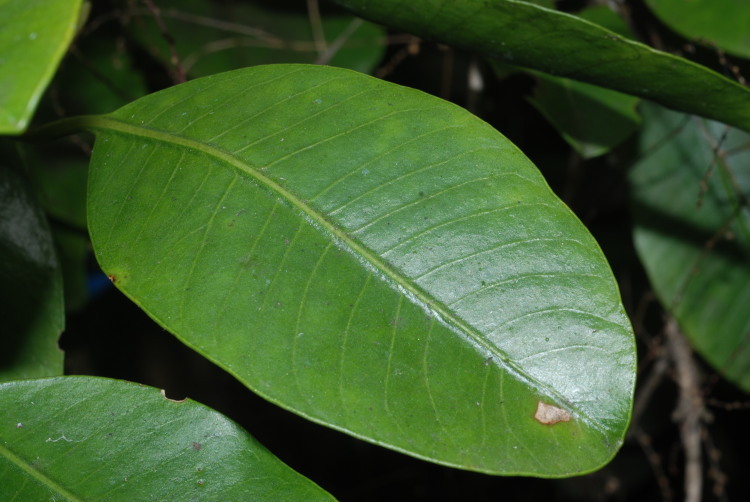 Image of broadleaf papala