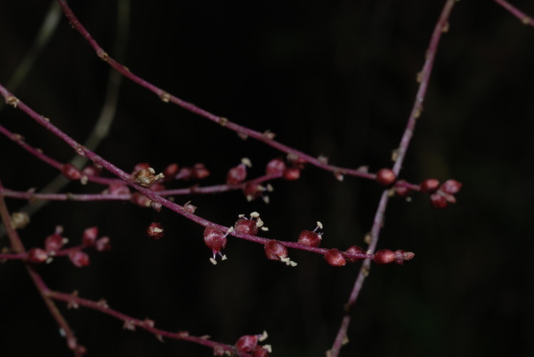 Image of broadleaf papala