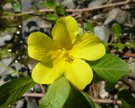 Image of <i>Ludwigia hexapetala</i>