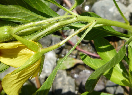 Image of <i>Ludwigia hexapetala</i>