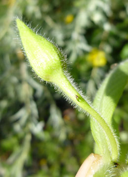 Image of <i>Ludwigia hexapetala</i>