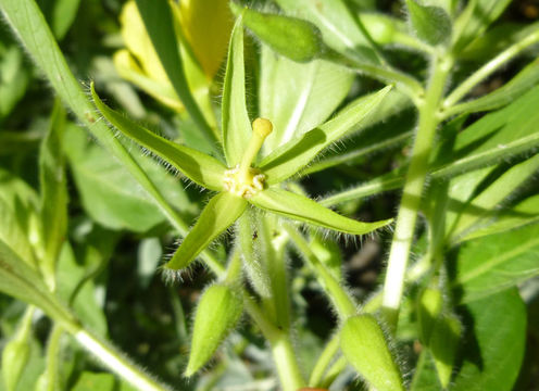 Image of <i>Ludwigia hexapetala</i>