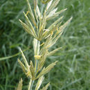 Image of <i>Elymus</i> × <i>gouldii</i>