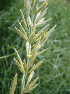 Image of <i>Elymus</i> × <i>gouldii</i>