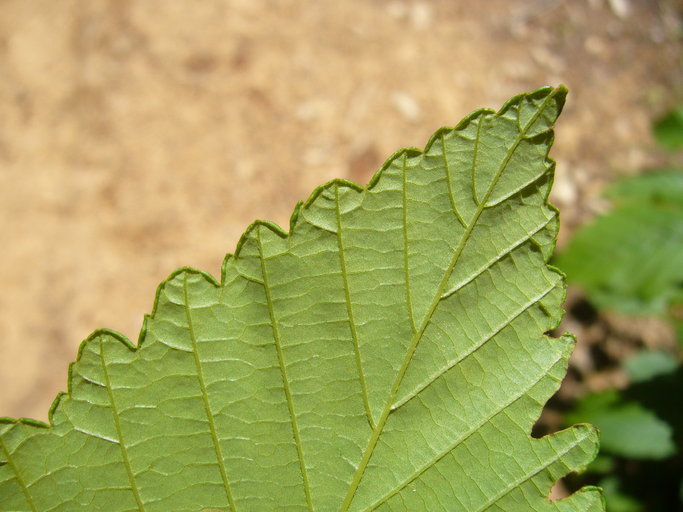 Image of Oregon Alder