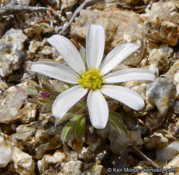 Imagem de Monoptilon bellioides (A. Gray) H. M. Hall