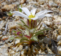 Imagem de Monoptilon bellioides (A. Gray) H. M. Hall