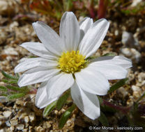 Imagem de Monoptilon bellioides (A. Gray) H. M. Hall