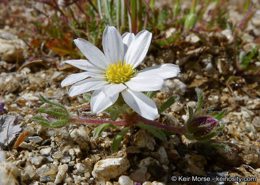 Imagem de Monoptilon bellioides (A. Gray) H. M. Hall