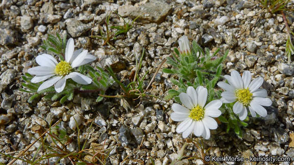 Imagem de Monoptilon bellioides (A. Gray) H. M. Hall