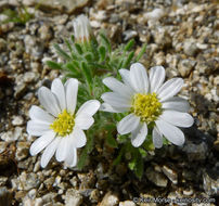 Imagem de Monoptilon bellioides (A. Gray) H. M. Hall