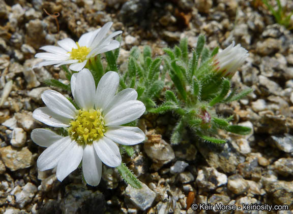 Imagem de Monoptilon bellioides (A. Gray) H. M. Hall