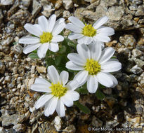 Imagem de Monoptilon bellioides (A. Gray) H. M. Hall