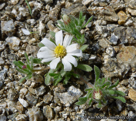 Imagem de Monoptilon bellioides (A. Gray) H. M. Hall