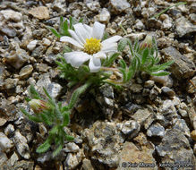 Imagem de Monoptilon bellioides (A. Gray) H. M. Hall