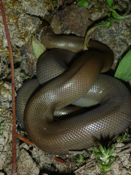 Image of Northern Rubber Boa