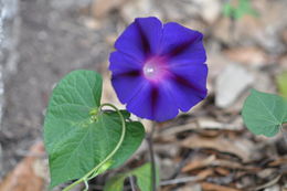 Слика од Ipomoea purpurea (L.) Roth