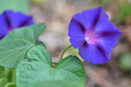 Image of tall morning-glory