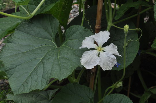 Image of bottle gourd