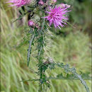 Image of Marsh Thistle