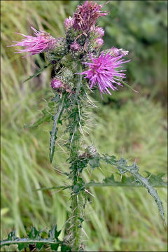 Image of Marsh Thistle