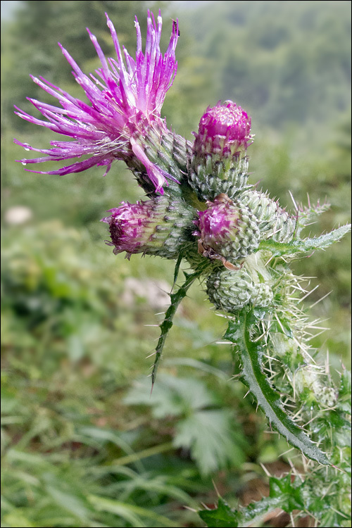 Cirsium palustre (L.) Scop.的圖片