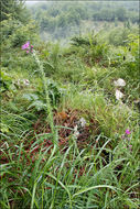 Image of Marsh Thistle