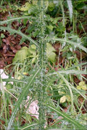 Image of Marsh Thistle