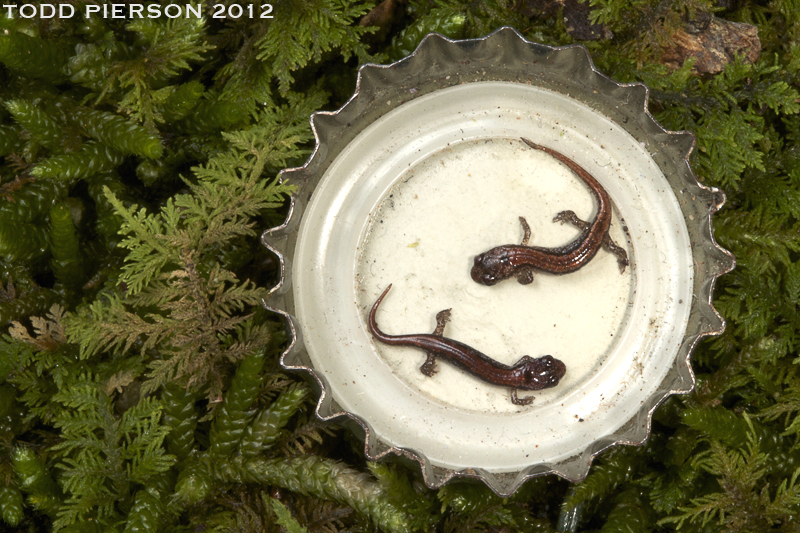 Image of Seepage Salamander