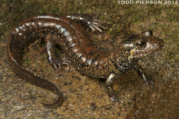 Image of Blackbelly Salamander