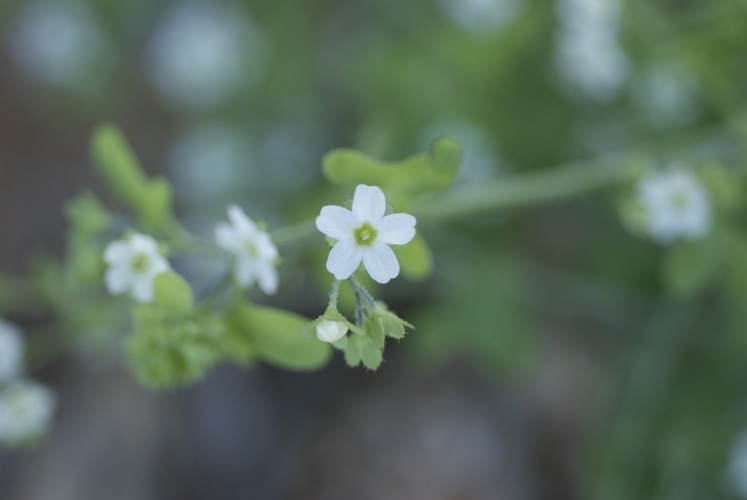 Image of white fiestaflower
