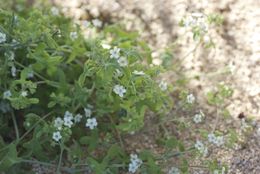 Image of white fiestaflower