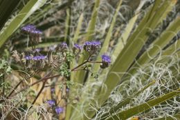 Image of pedicellate phacelia