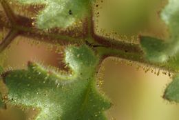 Image of pedicellate phacelia