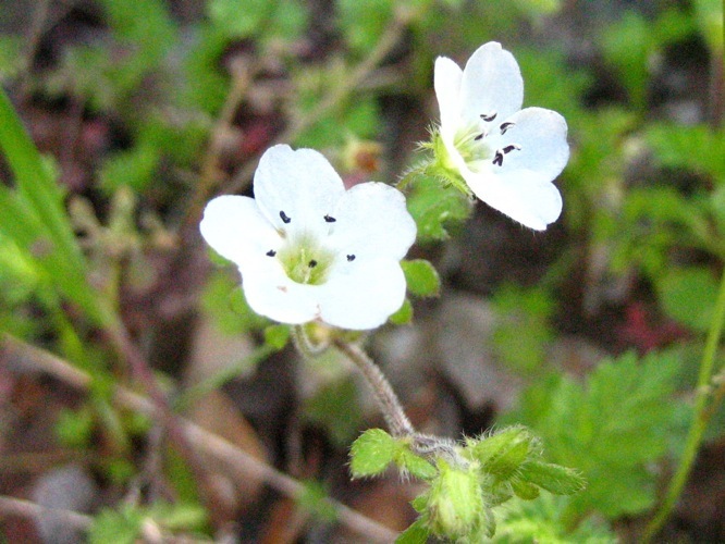 Image of small baby blue eyes