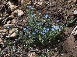 Imagem de Nemophila menziesii Hook. & Arnott