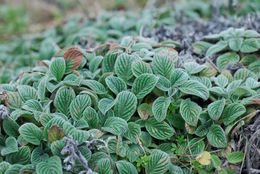 Image of California phacelia