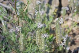 Phacelia cicutaria var. hispida (A. Gray) J. T. Howell resmi