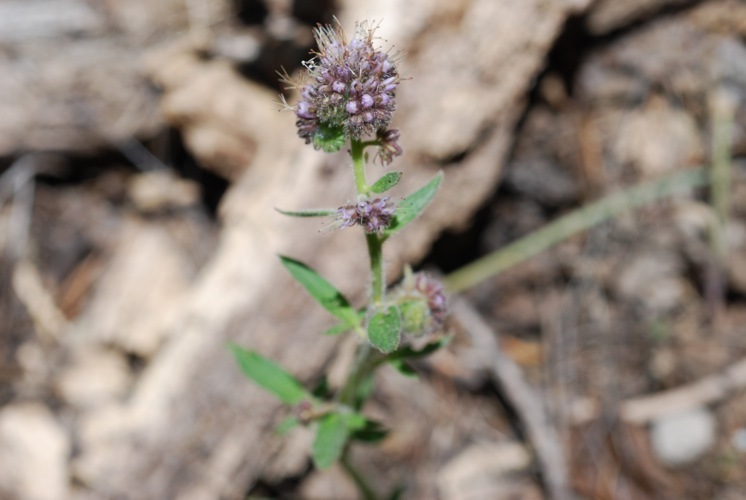 Image of changeable phacelia