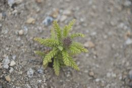 Image of Rothrock's fiddleleaf