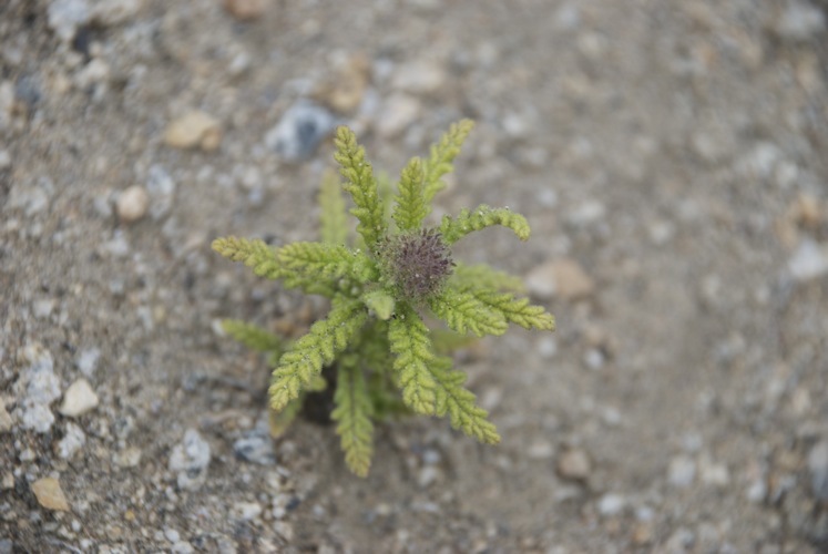 Image of Rothrock's fiddleleaf