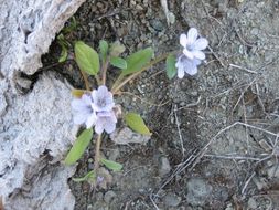 Phacelia divaricata A. Gray的圖片