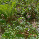 Image of Cirsium waldsteinii Rouy