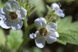 Sivun Phacelia bolanderi A. Gray kuva