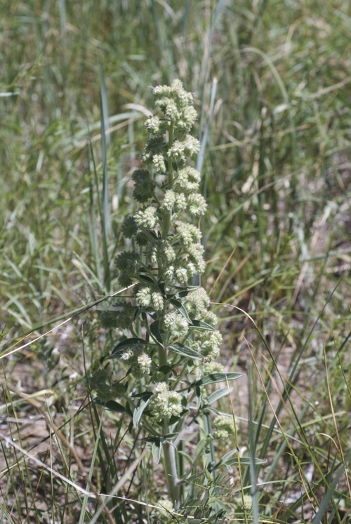 Phacelia heterophylla var. virgata (Greene) R. D. Dorn resmi