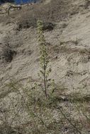 Phacelia heterophylla var. virgata (Greene) R. D. Dorn resmi